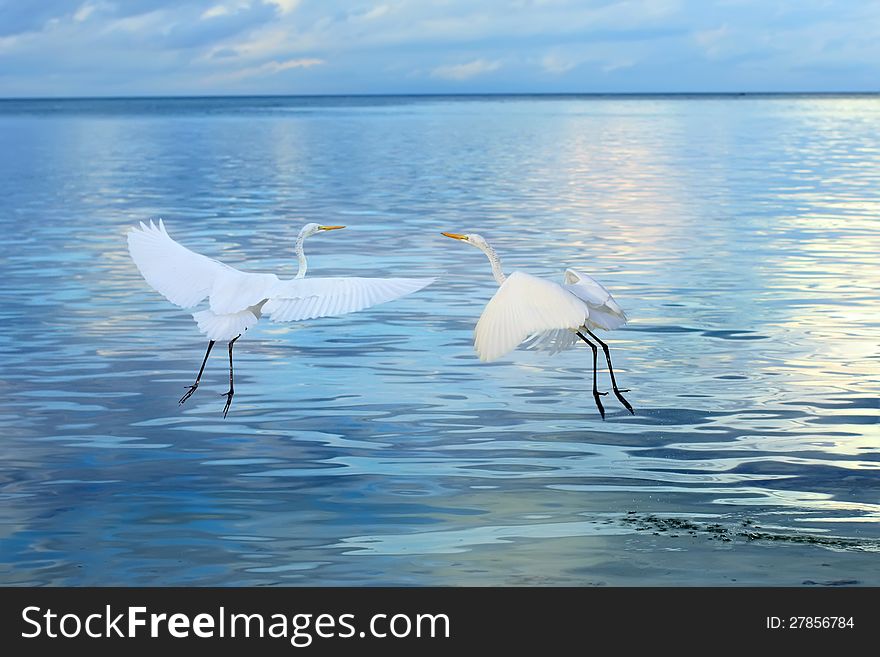 Couple of Great White Heron birds