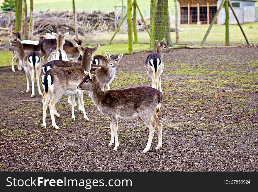 Group Of Many Roe Deer