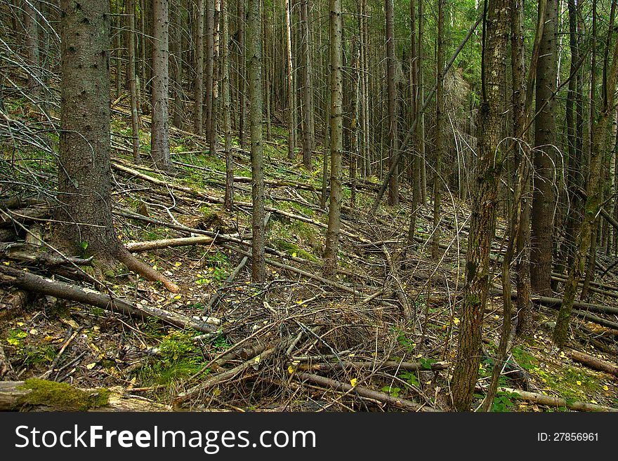 Carpathian mountain forest after hurricane