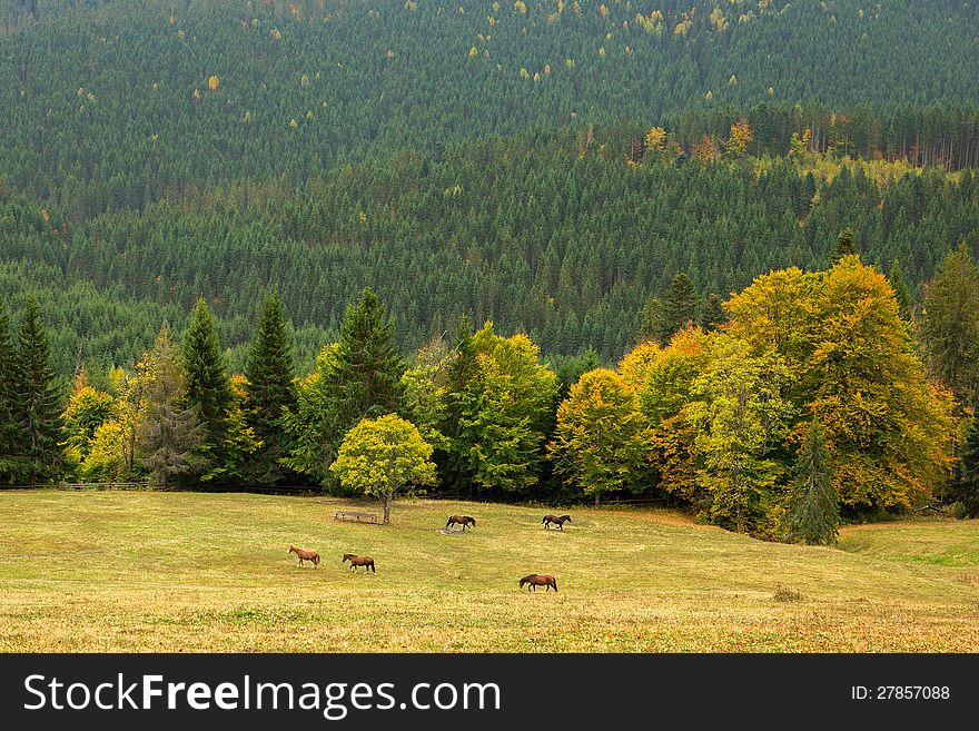 Beautiful mountain landscape with wild horses, Carpatians, Ukraine. Beautiful mountain landscape with wild horses, Carpatians, Ukraine.