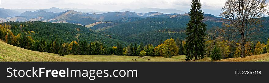 Beautiful view of the forest in the Carpathian Mountains with grazing horses, Ukraine. Beautiful view of the forest in the Carpathian Mountains with grazing horses, Ukraine.