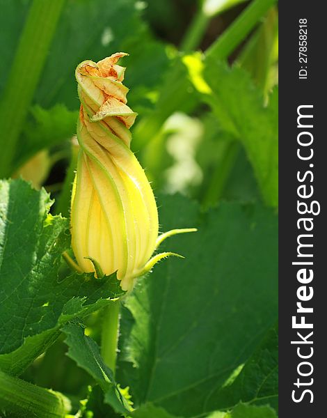 Yellow flower of growing pumpkin