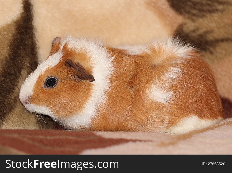 Image of a Guinea Pig