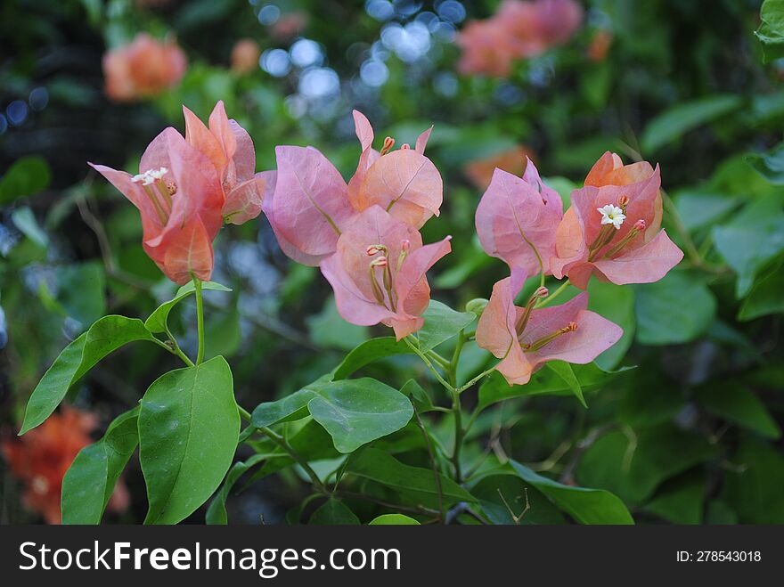 Pink Bougainvillea is a Shrub and creeper as well