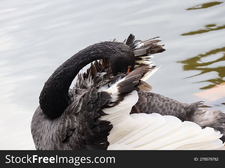 A Beautiful Black Swan On The Lake