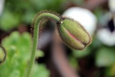 Garden Poppy Bud About To Open Royalty Free Stock Photo Garden Poppy Bud About To Open Royalty Free Stock Photo