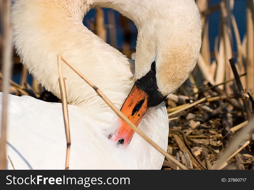 Mute Swan in nest at spring