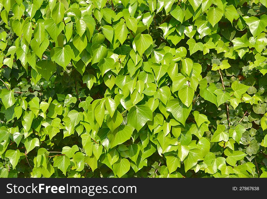 Green Leaf Green Branch