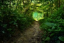 Path In Shady Woods. Green Deciduous Forest. Sunlight At The End Of Path. Stock Photography