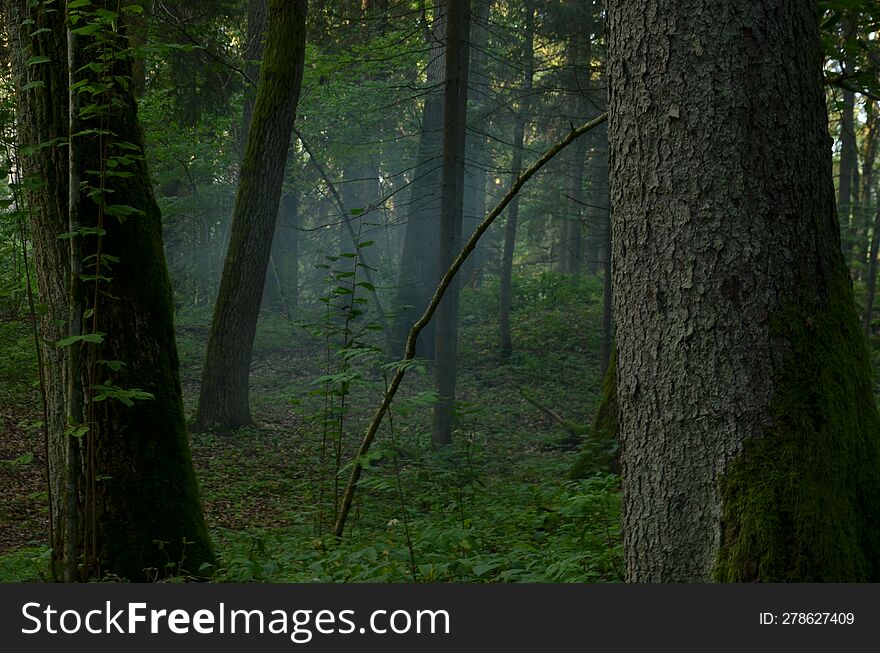 Foggy misty forest, old mossy trees, crooked branches
