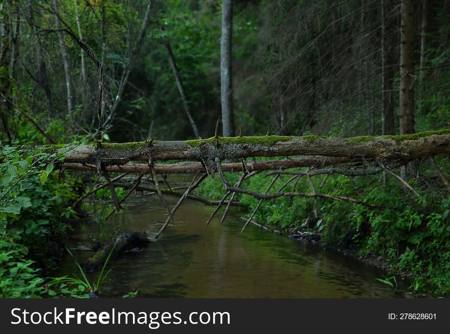 Mossy logs of fallen tree trunks lying like a bridge across the little river stream in forest
