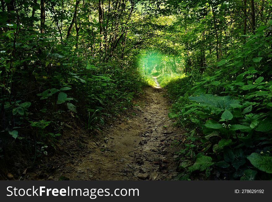 Path In Shady Woods. Green Deciduous Forest. Sunlight At The End Of Path.