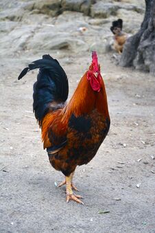 Free Big Rooster Guarding And Walking Around Stock Photo - 278690790