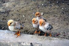 Free Four Little Chicks Roaming Around Outside The Farm Stock Photography - 278692872