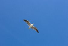 Single Seagul In The Blue Sky. Stock Photos
