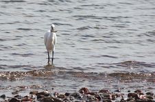 Egret Catch Fish In The Sea Royalty Free Stock Photography Egret Catch Fish In The Sea Royalty Free Stock Photography