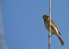 Reed Bunting Stock Images