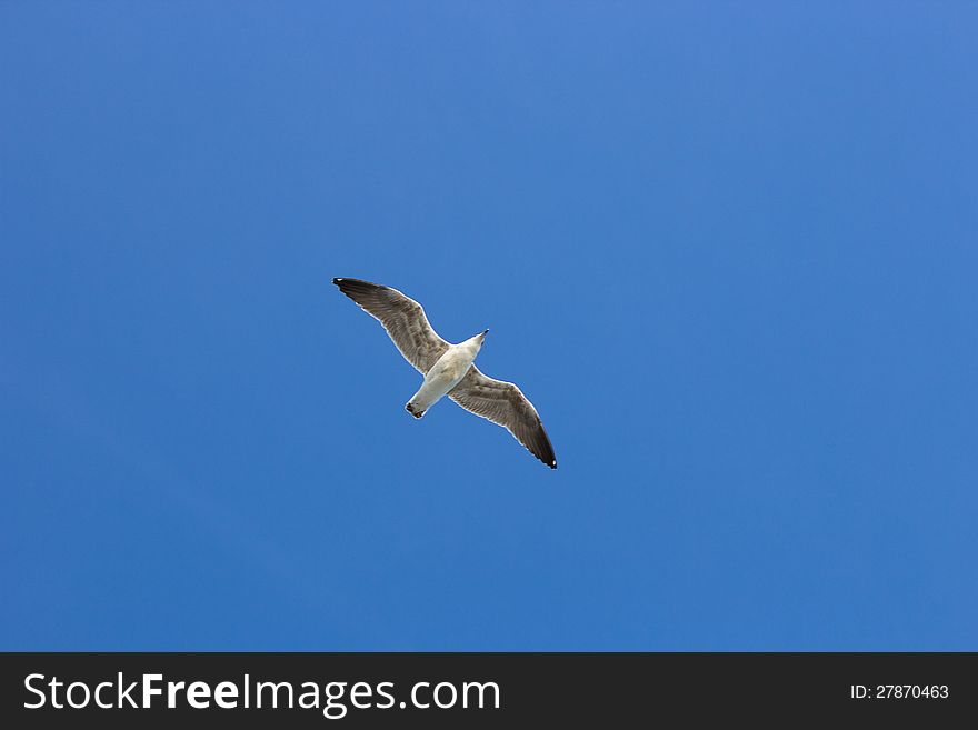 Single seagul in the blue sky taken upwards. Single seagul in the blue sky taken upwards