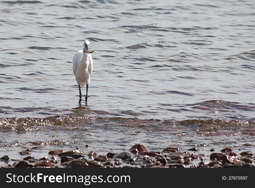 Egret catch fish in the sea