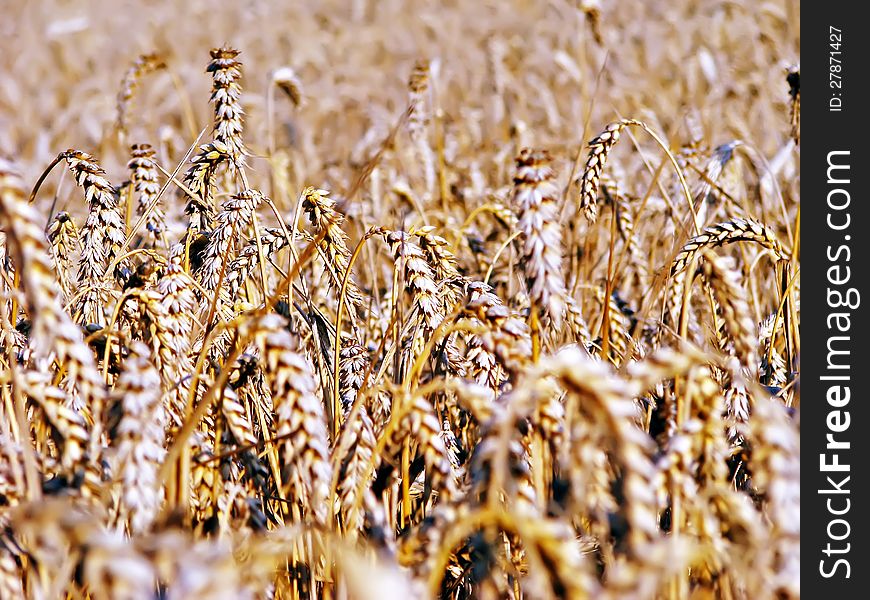 Wheat field on beautiful summer day