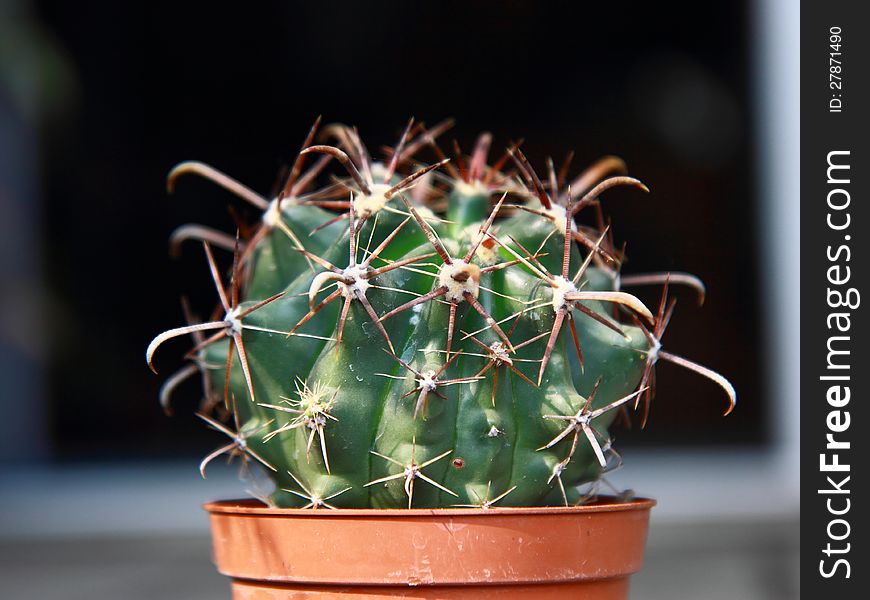 Cactus In A Pot.