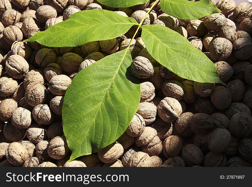 Walnuts with green leaf and autumn