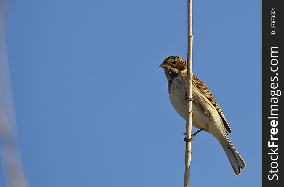 Reed bunting is perching on a straw