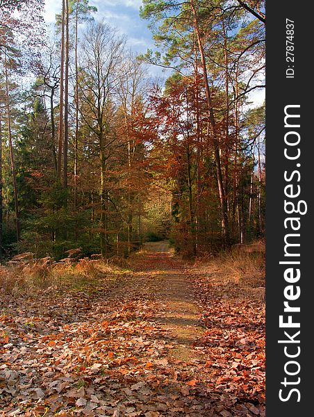 Pathway through the autumn forest