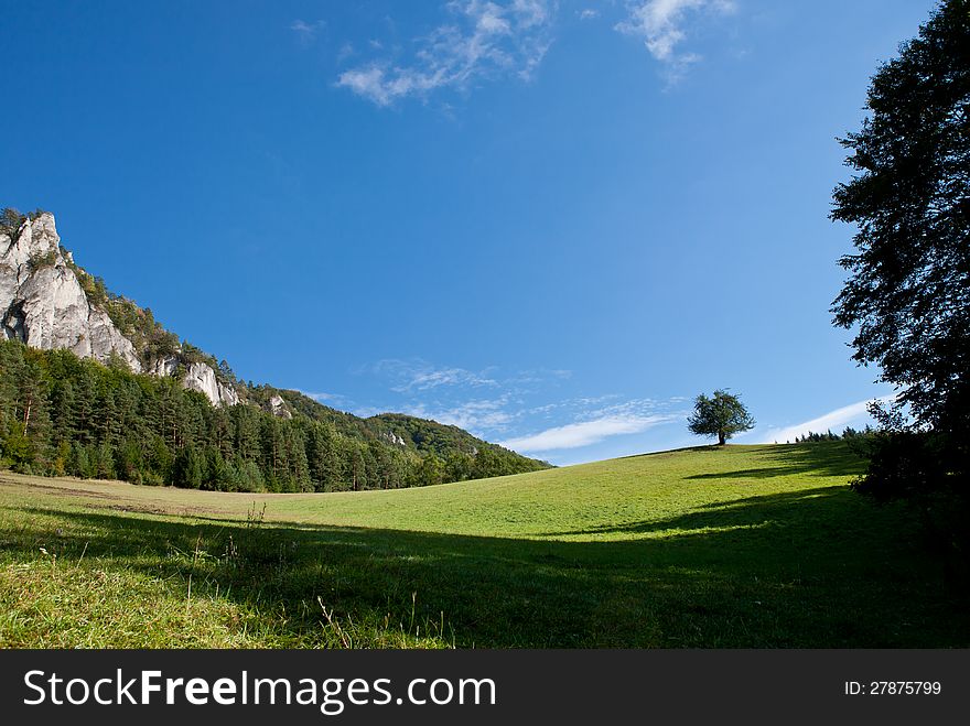 Fresh green meadow below the hill with lonely tree. Fresh green meadow below the hill with lonely tree