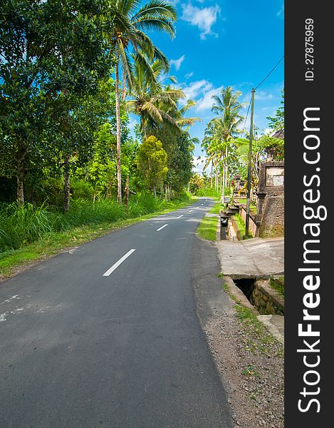 Narrow road bordered with palm trees in Bali, Indonesia. Narrow road bordered with palm trees in Bali, Indonesia