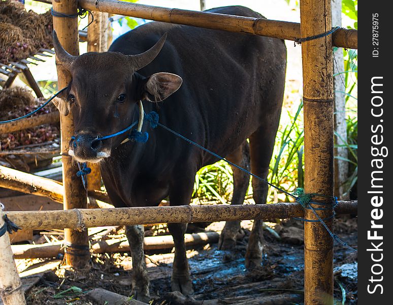 Cow in bamboo stall near Batur lake, Bali, Indonesia