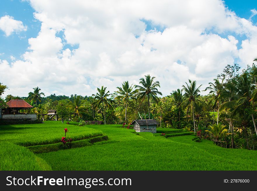 Rice field and coconut palms