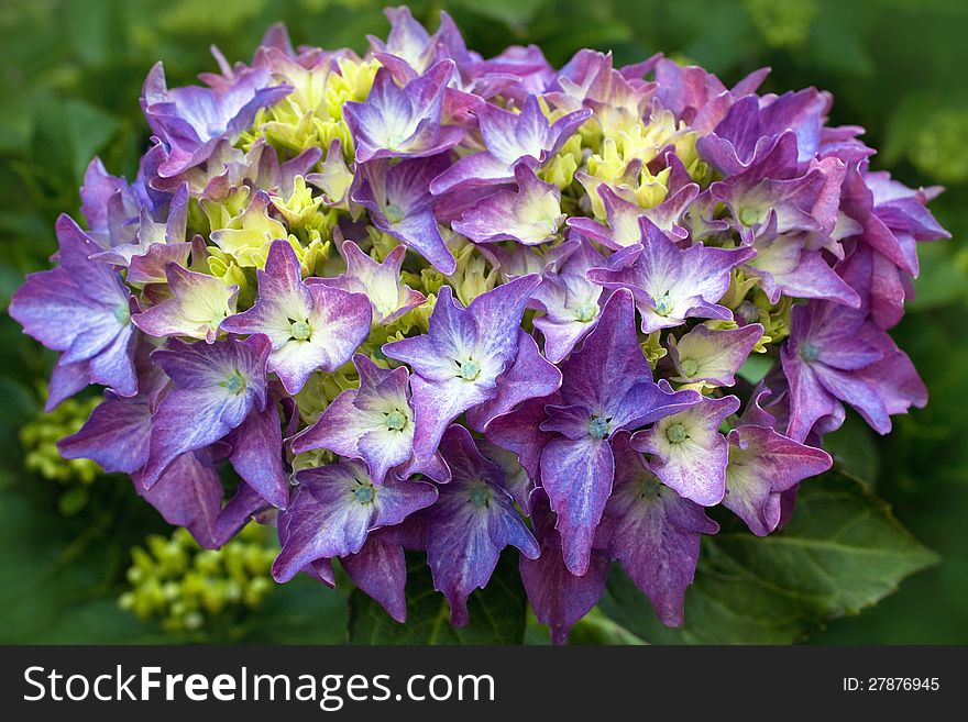 Hydrangea flower closeup, vibrant colour