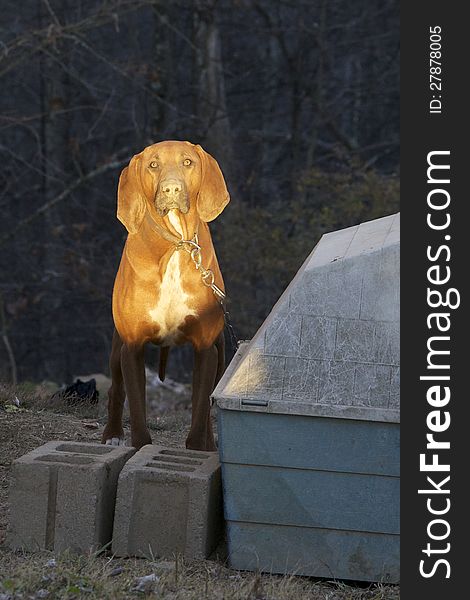Coon dog looking very sad chained to a dog house