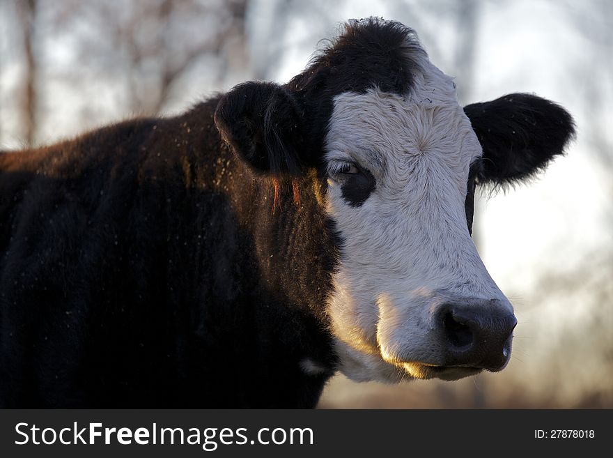 Cow staring straight at something with an angry look on his face