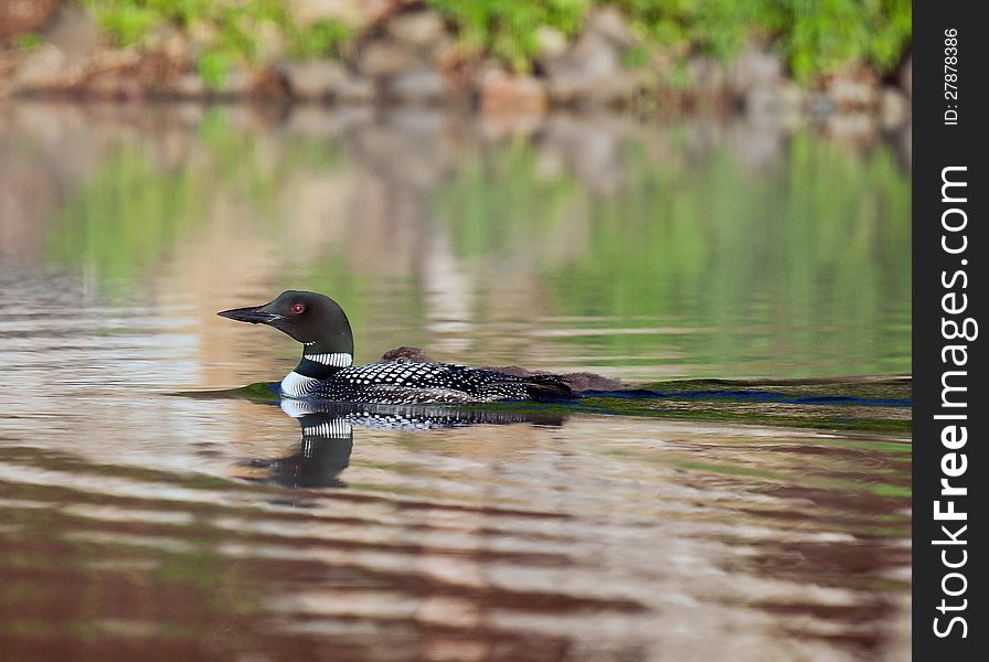 Common Loon with chick