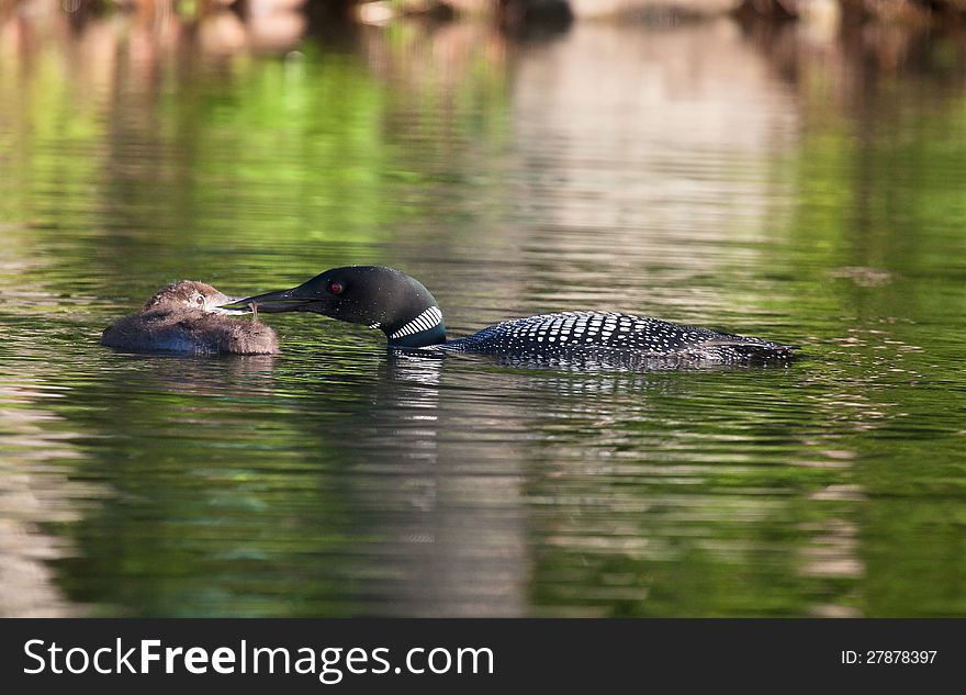 Common Loon Feeding Chick