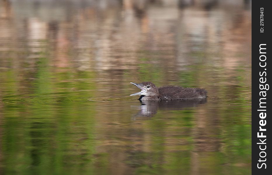 Close up of a two week old common loon chick, yawning in the early morning sun.