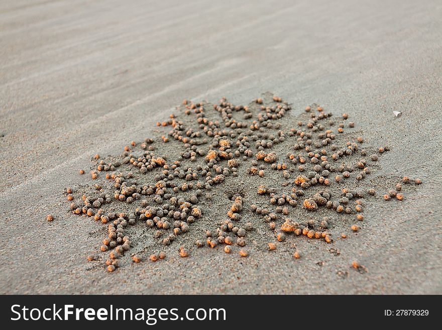 A closeup view of a hole dug at low tide by a small crab in beach sand, with sand pebbles radiating out. Lots of copy space around edges. A closeup view of a hole dug at low tide by a small crab in beach sand, with sand pebbles radiating out. Lots of copy space around edges.