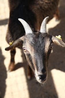 Black Goat Stock Image