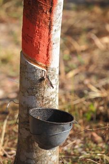 Rubber Tree Royalty Free Stock Image Rubber Tree Royalty Free Stock Image