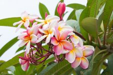 Frangipani Flowers Stock Images Frangipani Flowers Stock Images
