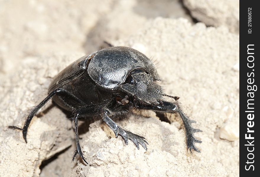 Ground beetle on nature in desert