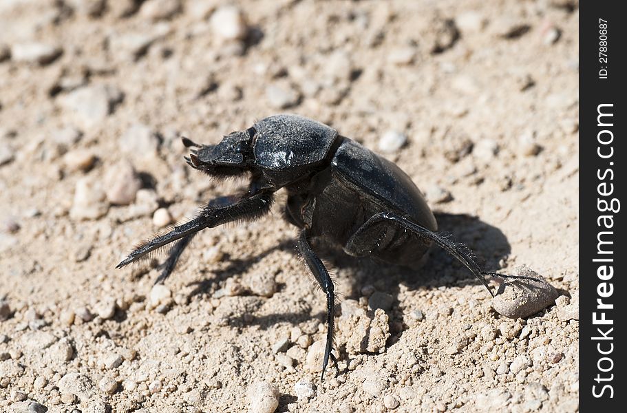 Ground beetle on nature, macro