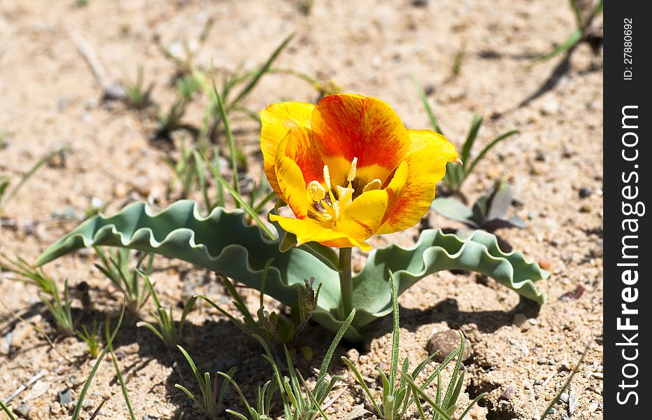 Wild yellow asian tulip in the nature. Wild yellow asian tulip in the nature