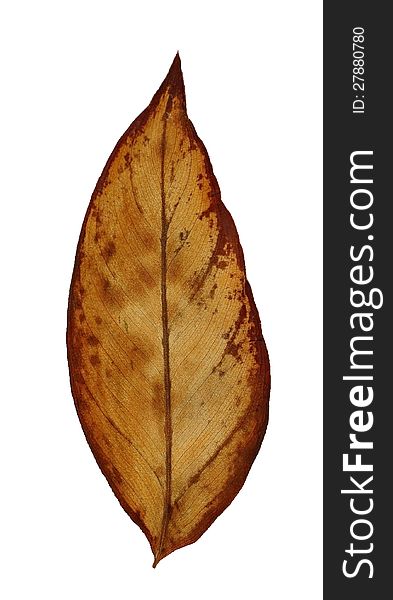 Dry leaf isolated on the white background. Dry leaf isolated on the white background