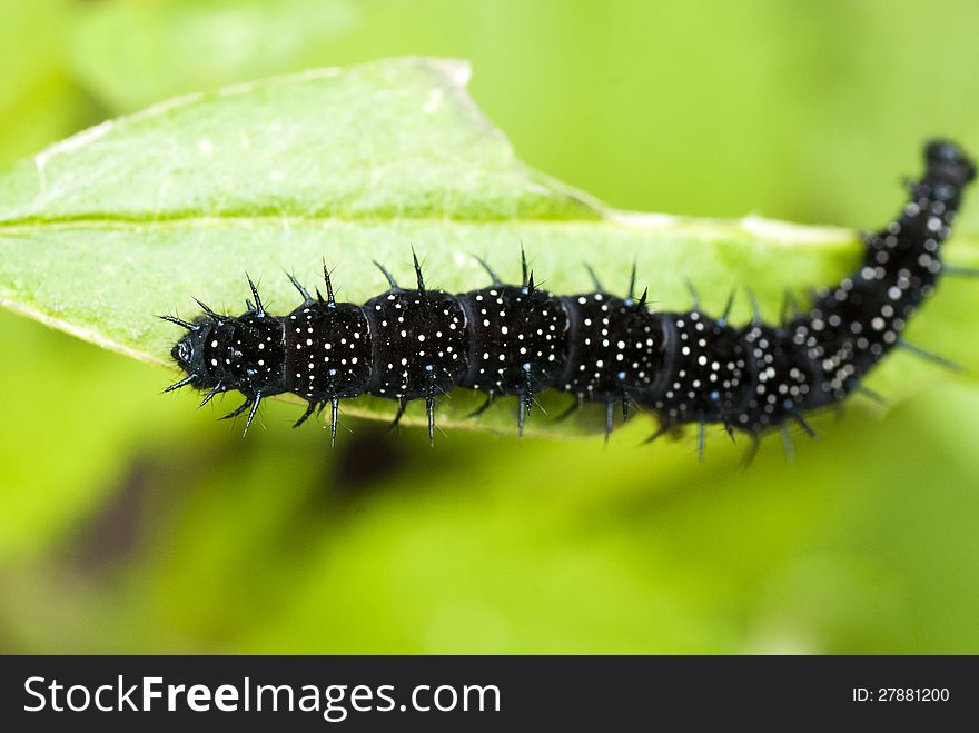 Black caterpillar with thorns on the eaten leaf (small depth of sharpness)