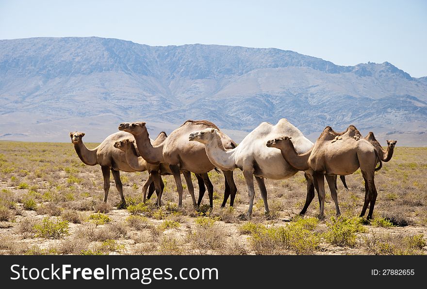 The Herd Of Camels Has A Rest In Mountains