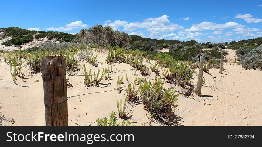 The panorama of an Australian coastal fence landscape displays old wooden posts submerged in a sandy dune covered with low growing ground cover plants designed to withstand strong westerly winds. The panorama of an Australian coastal fence landscape displays old wooden posts submerged in a sandy dune covered with low growing ground cover plants designed to withstand strong westerly winds.