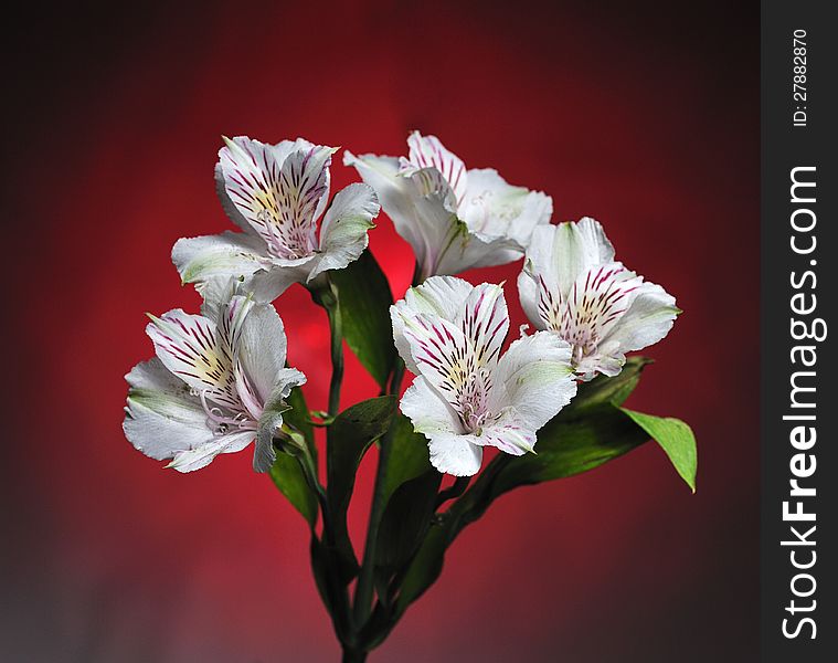 White flowers on red background